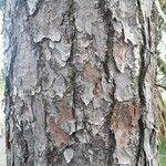 Pinus echinata Corteza