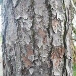 Pinus echinata Bark