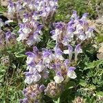 Scutellaria alpina Blüte