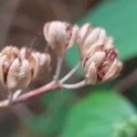 Philadelphus subcanus Fruto