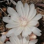 Lewisia rediviva Flower