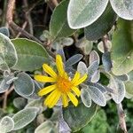 Brachyglottis greyi 花