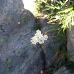 Armeria leucocephala 花