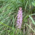 Gymnadenia odoratissimaFlower