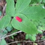 Lonicera canadensis Fruit