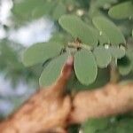Faidherbia albida Blatt