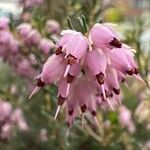 Erica erigena Flor