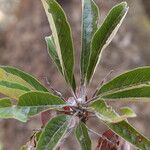 Terminalia stenostachya Leaf