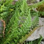 Asplenium fontanum Blatt