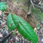 Chaetocarpus schomburgkianus Folha