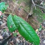 Chaetocarpus schomburgkianus Hoja