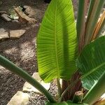 Strelitzia nicolai Leaf