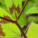 Persicaria virginiana Corteza