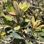 Banksia integrifolia Blatt