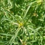 Centaurea calcitrapa Folha