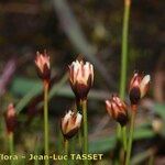 Juncus triglumis 花