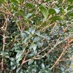 Osmanthus × burkwoodii Folha