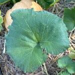 Cucurbita moschataLapas