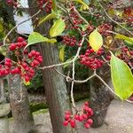 Ilex rotunda Fruit