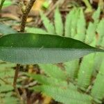 Maillardia borbonica Leht