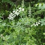 Baptisia alba Habit