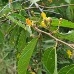 Grewia trichocarpa Συνήθη χαρακτηριστικά