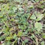 Carex uncinioides Flower