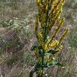 Verbascum lychnitis Blad