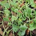 Doronicum caucasicum ഇല