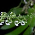 Ornithocephalus bicornis Flower