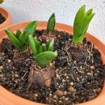 Hyacinthus orientalis Feuille