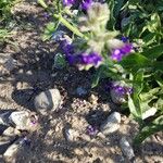 Anchusa officinalisFlower