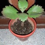 Kalanchoe longiflora Flower