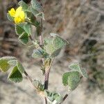 Medicago littoralis ᱪᱷᱟᱹᱞᱤ