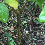 Croton monanthogynus Bark