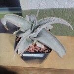 Dyckia marnier-lapostollei Φύλλο