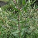 Lythrum salicaria Foglia