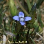 Comastoma tenellum Λουλούδι
