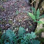 Asplenium rutifolium Habitatea