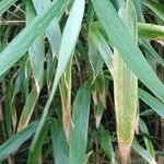 Phyllostachys sulphurea Hoja