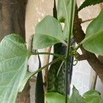 Cissus repens Fulla