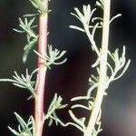 Bassia prostrata Blad