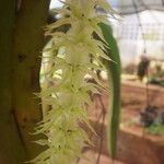 Diaphananthe fragrantissima Floro