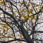 Handroanthus ochraceus Habit