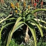 Aloe thraskii Flor