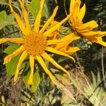 Tithonia diversifolia Kwiat