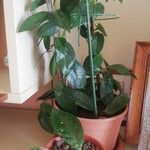 Hoya carnosa Leaf
