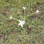 Nicotiana longiflora Кветка