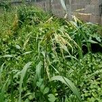 Panicum maximum Hoja