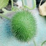Marah fabacea Fruit